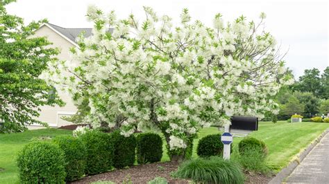 White Fringe Tree Care
