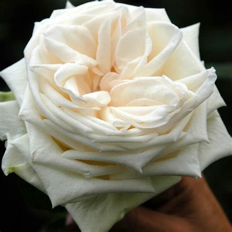 Beautiful and Fragrant: The Charm of White Garden Roses