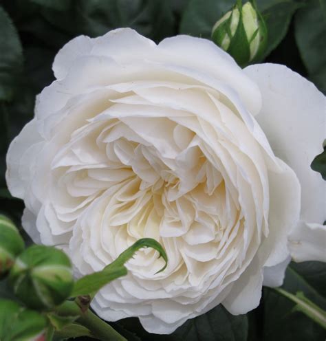 white garden roses garden
