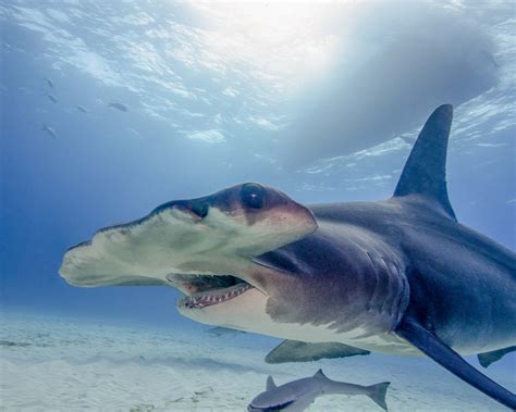white hammerhead shark