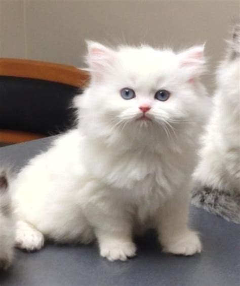 white himalayan cat for sale