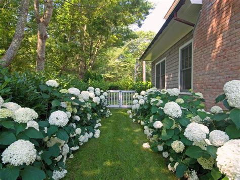 White Hydrangea Landscaping Ideas