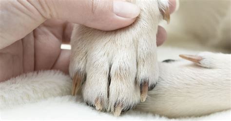 White Inside Dog Nail