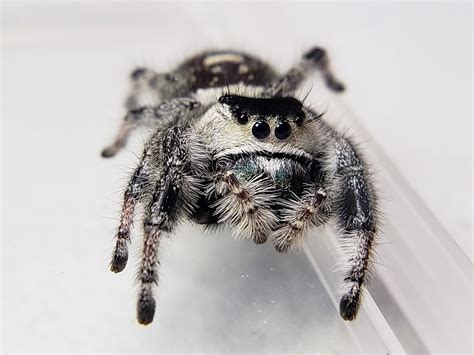 white jumping spider for sale