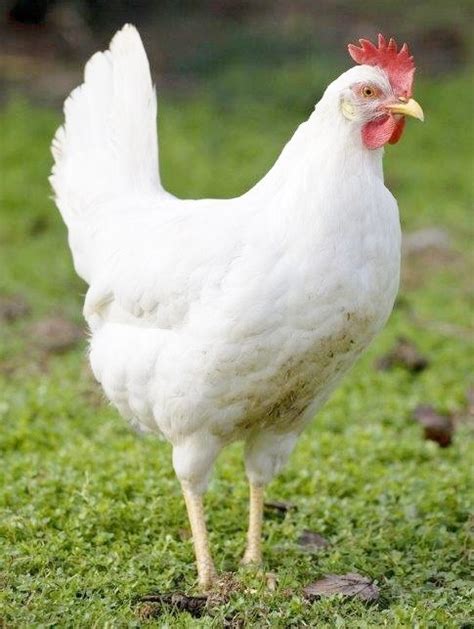 white leghorn hens for sale