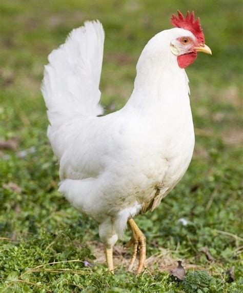 white leghorn rooster for sale