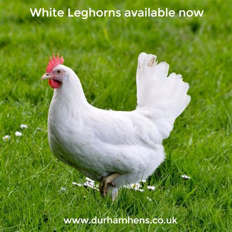 white leghorns for sale uk