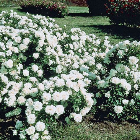 white meidiland groundcover rose