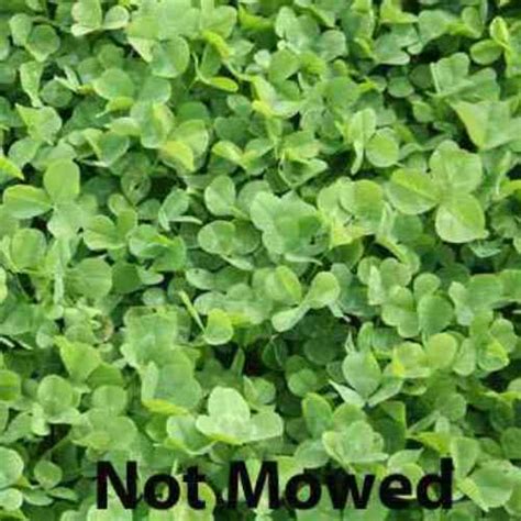 white mini clover seed