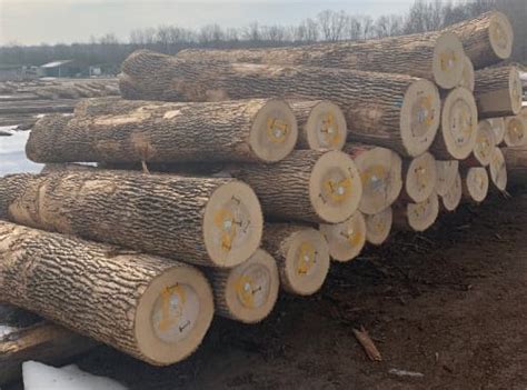 White Oak Logs Wanted