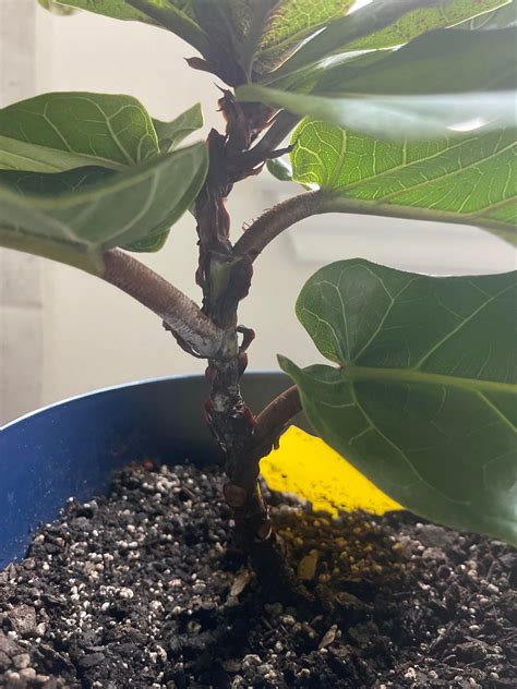 White On Fiddle Leaf Fig Stem