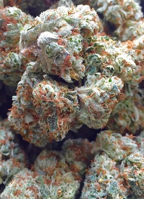 White On White Strain