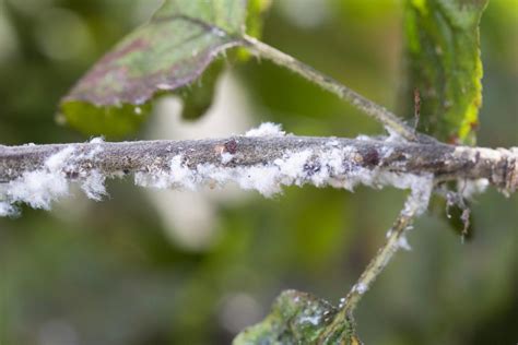White Paint On Apple Trees