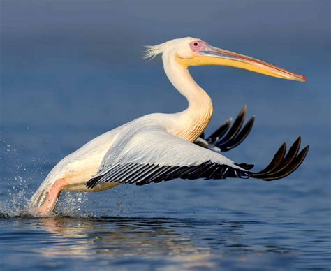 white pelicans in michigan