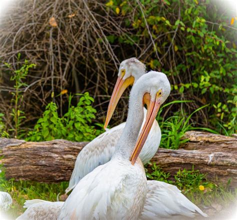 white pelicans in nebraska