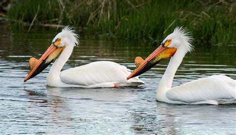 white pelicans in ohio