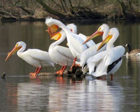 white pelicans in wisconsin
