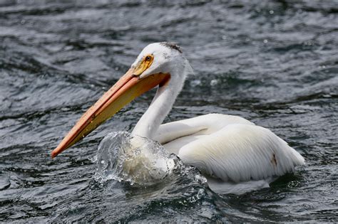 white pelicans where they live