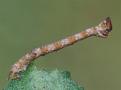 white peppered moth caterpillar