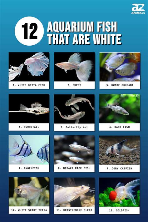 White Pet Fish Types