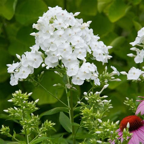 white phlox flower