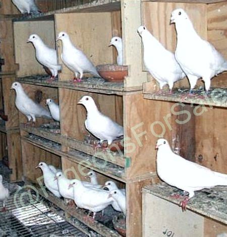 White Pigeon Doves For Sale Uk