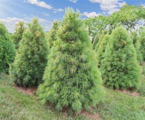 White Pine Christmas Tree Near Me