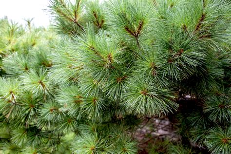 White Pine Growing Conditions
