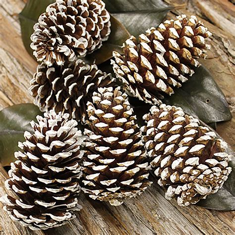 white pine pine cones