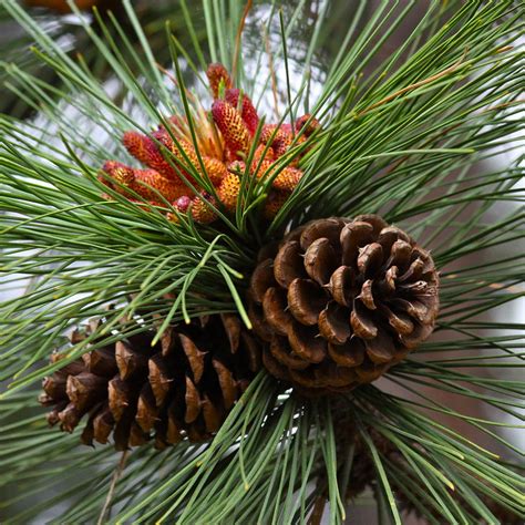 white pine tree cones