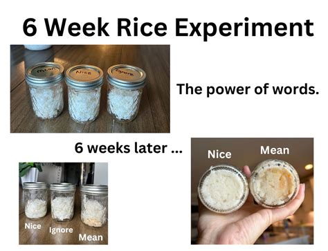 White Rice Experiment