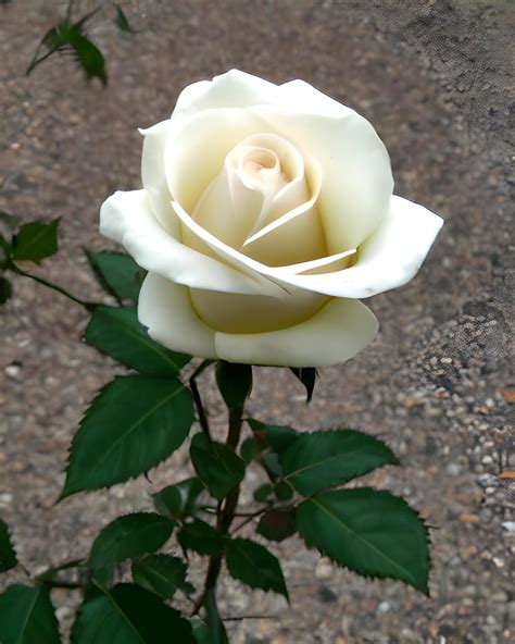 Mystical Power of the White Rose Flower