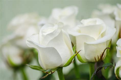 White Rose Language Of Flowers