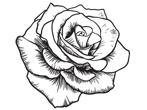 white rose line art