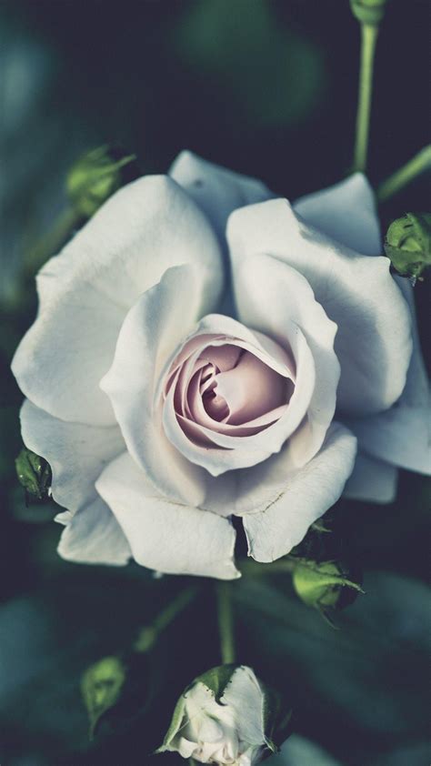 White Rose Wallpaper For Iphone