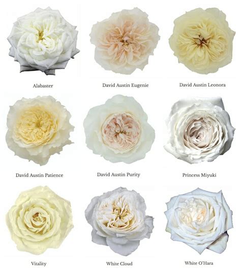 White Roses Called