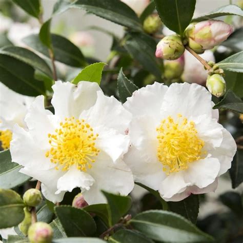 white sasanqua camellia varieties