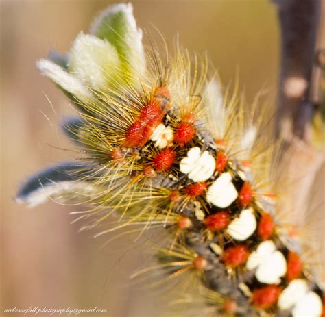 white satin moth caterpillar