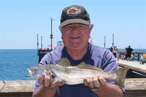 white sea bass limits in california