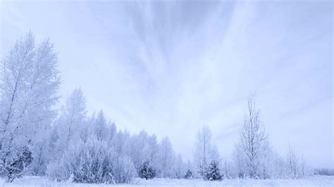 Embrace the Winter Wonderland: Stunning White Snow Backgrounds for Your Photoshoots
