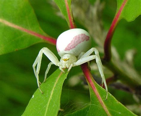white spider with pink markings