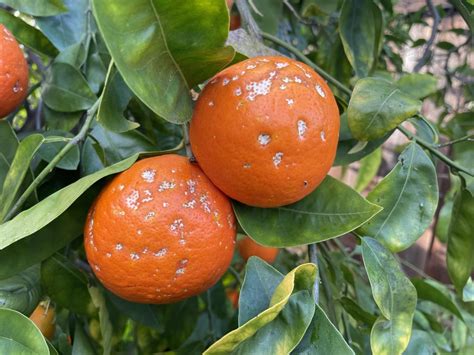 White Spots In Oranges