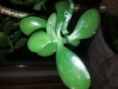 How to Get Rid of White Spots on a Jade Plant World of Succulents