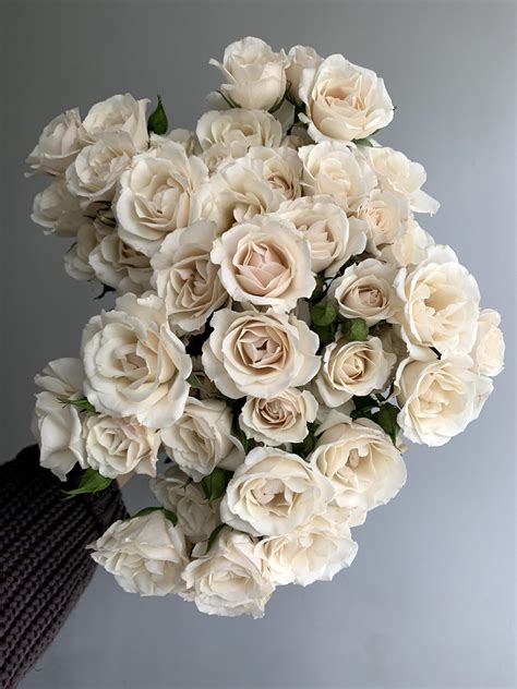 Discover the Allure of White Spray Roses for Your Perfect Event