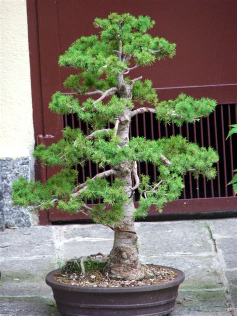 white spruce bonsai tree
