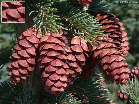white spruce pine cones