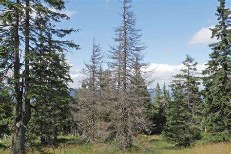 White Spruce Tree Problems