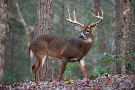 white tail doe high resolution image download