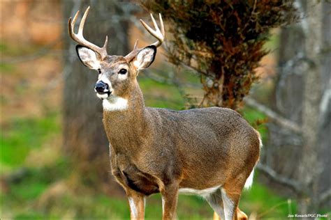 White Tailed Deer Buck
