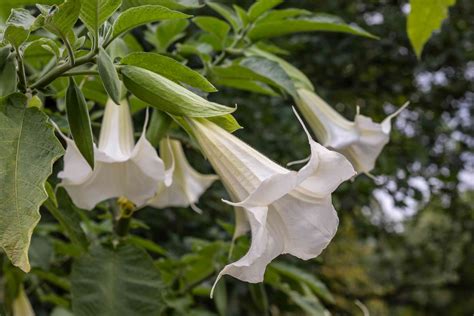 white trumpet flower plants